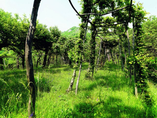 Stazione Ornitologica di Costa Perla Monte Barro